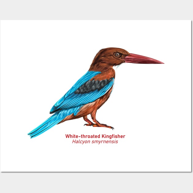 White-throated kingfisher | Halcyon smyrnensis Wall Art by bona 